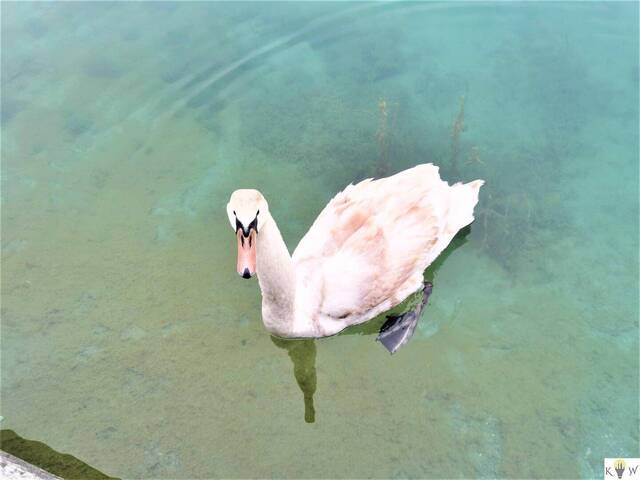 Immobilie in Weigelsdorf - Einzigartige Rarität!!! Wohnen am Badesee mit bester Trinkwasserqualität in absoluter Ruhelage - Bild 2