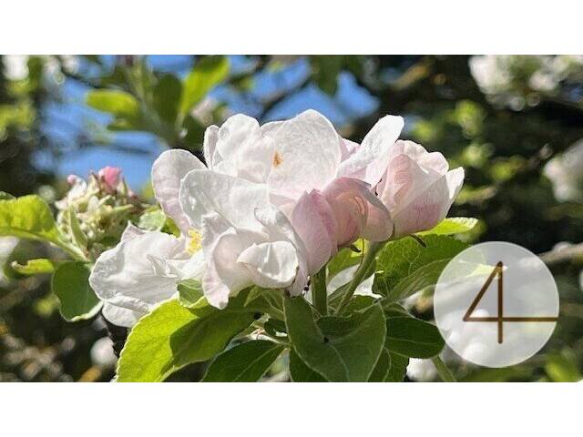 Immobilie in Perwarth - Niedrigenergie-Doppelhaushälfte - individuell planbar - Lehm für Ihre Wohngesundheit - Bild 4