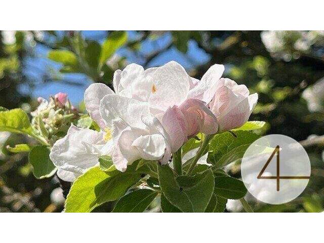 Immobilie in Perwarth - Niedrigenergie-Bungalow - individuell planbar - Lehm für Ihre Wohngesundheit - Bild 3