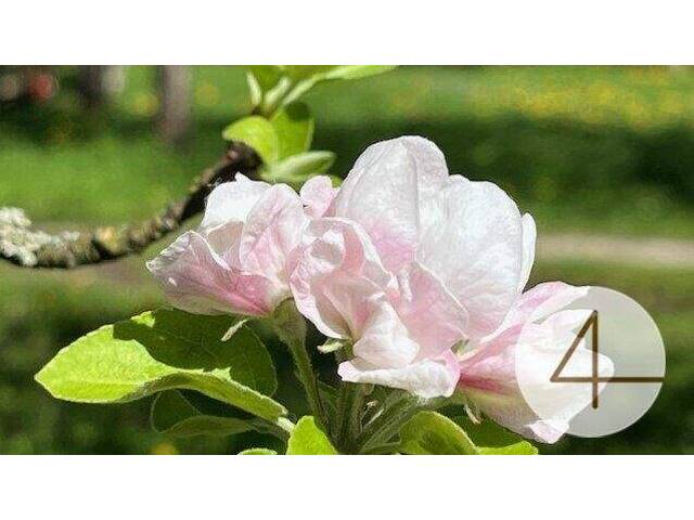 Immobilie in Perwarth - Niedrigenergie-Bungalow - individuell planbar - Lehm für Ihre Wohngesundheit - Bild 4