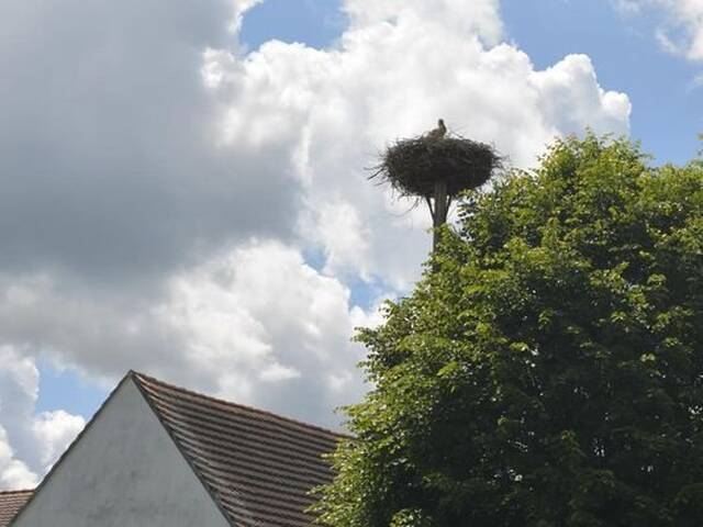 Immobilie in Jennersdorf - Einzigartiger Vierkanthof in Königsdorf - Historisches Juwel mit modernem Charme! - Bild 4