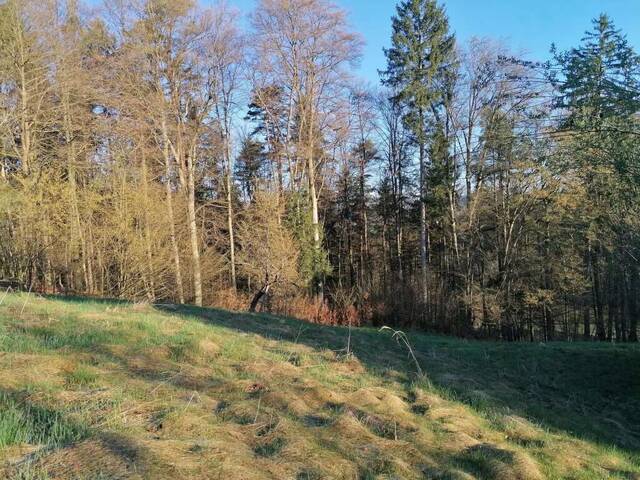 Immobilie in St. Nikolai im Sausal - Altbestand - Wohnhaus mit Lagerräumen und Wirtschaftsgebäude - Bild 4