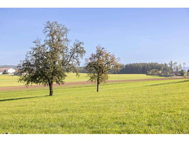 Immobilie in Moosdorf - MOOSDORF | Architekten-Reihenhäuser in Grünlage RH_B1 - Bild 1