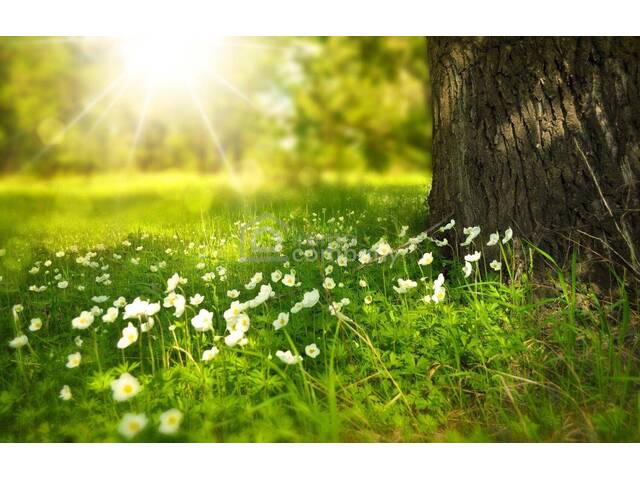 Immobilie in Niederabsdorf - Kleines sanierungsbedürftiges Haus mit viel Potential zu verkaufen - Bild 0