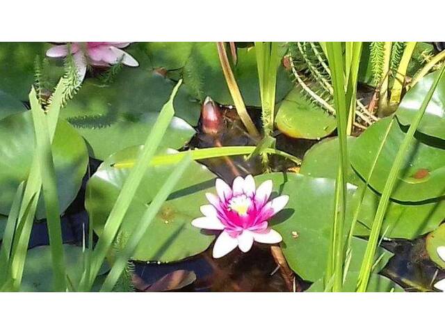 Immobilie in Lieserbrücke - Sympathisches Zuhause für kleine und große Familien - Bild 1