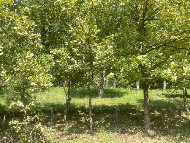 Immobilie in Launsdorf - Großzügig Wohnen in Sankt Veit an der Glan - Launsdorf - Bild 2