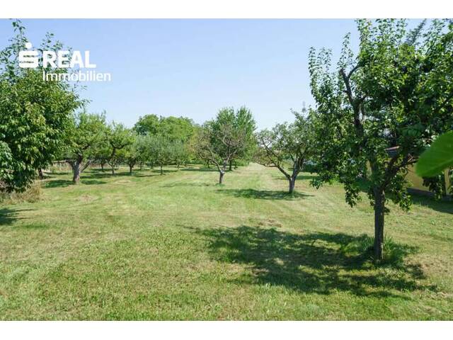 Immobilie in Lackenbach - 3 Wohneinheiten und ein Geschäftslokal mit vielen Lagerräumen auf 4.499m² Grund im Bauland Mischgebiet! - Bild 4