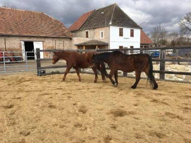 Immobilie in Ziersdorf - Historische Mühle - Pferdehaltung - Bild 0