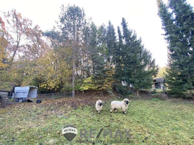 Immobilie in Atzenbrugg - Jahrhundertwende Stilhaus mit Wald - Bild 2