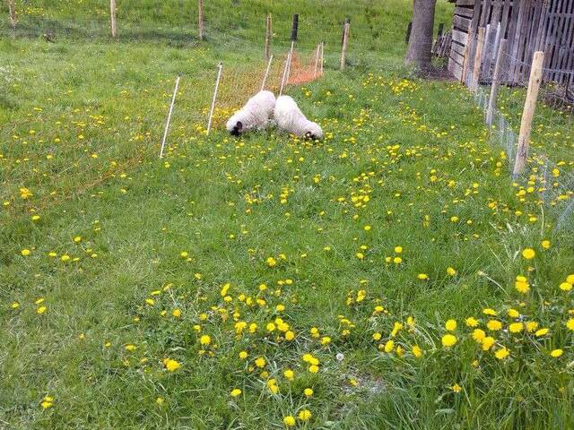 Immobilie in Möderbrugg - Kleines Bauernhaus mit Potential - Bild 1