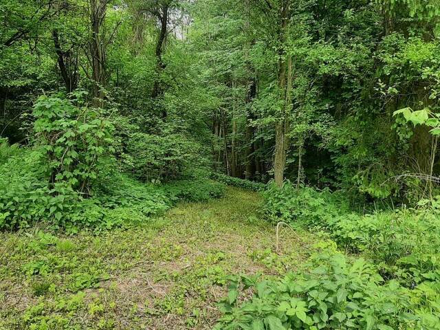 Immobilie in Gars am Kamp - NEUER PREIS! IDYLLISCHE ALLEINLAGE IM NATURSCHUTZGEBIET - Bild 3