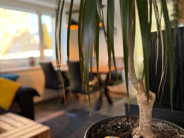 Immobilie in Rum - Liebevoll sanierte 3-Zimmer Wohnung mit Charme - Bild 0