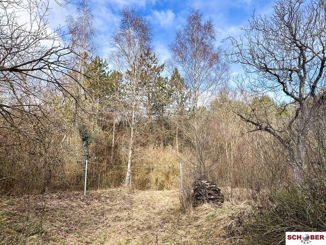 Immobilie in Enzesfeld-Lindabrunn - Traumgrund neben dem Wald mit sanierungsbedürftigem Althausbestand - Bild 1