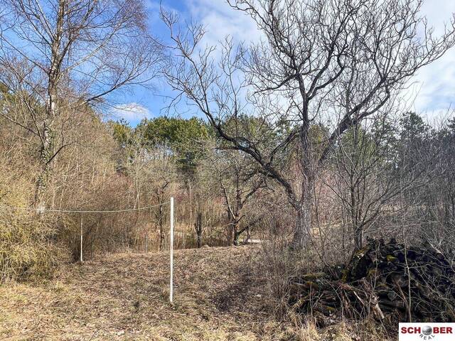 Immobilie in Enzesfeld-Lindabrunn - Traumgrund neben dem Wald mit sanierungsbedürftigem Althausbestand - Bild 2