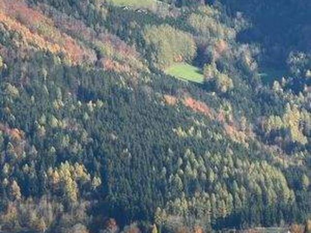 Immobilie in Scharnstein - ALLEINLAGE - INTAKTE NATUR - HERRLICHE AUSSICHT - IHR TRAUM? GERNE BAUER? - Bild 4