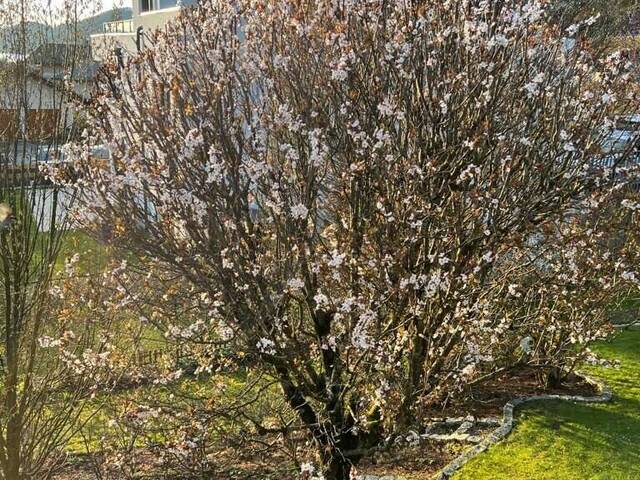 Immobilie in Fuschl am See - Großzügiges Einfamilienhaus mit gepflegtem Garten in Fuschl am See zu verkaufen - Bild 3