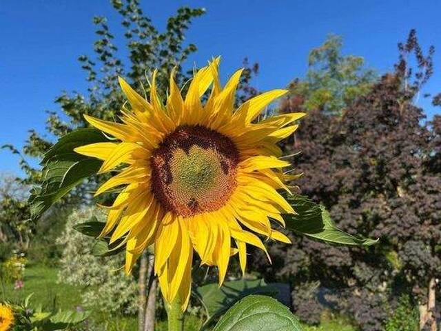 Immobilie in Seekirchen am Wallersee - Neue 2-Zimmer-Gartenwohnung in MATTIGHOFEN / Top 2 - Bild 1