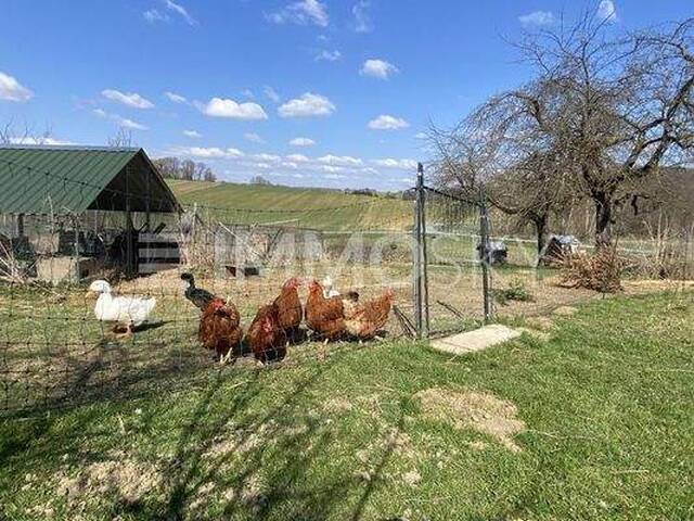 Immobilie in Kleinmürbisch - Tolle Gelegenheit: Schöner Bauernhof in Ruhelage! Ein Hektar Land! - Bild 3