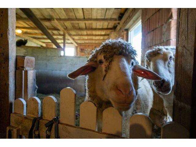 Immobilie in Laaben - Mitten im Grünland! Einzigartige Panoramalage im Laabental - Hobby-Tierhaltung! - Bild 4