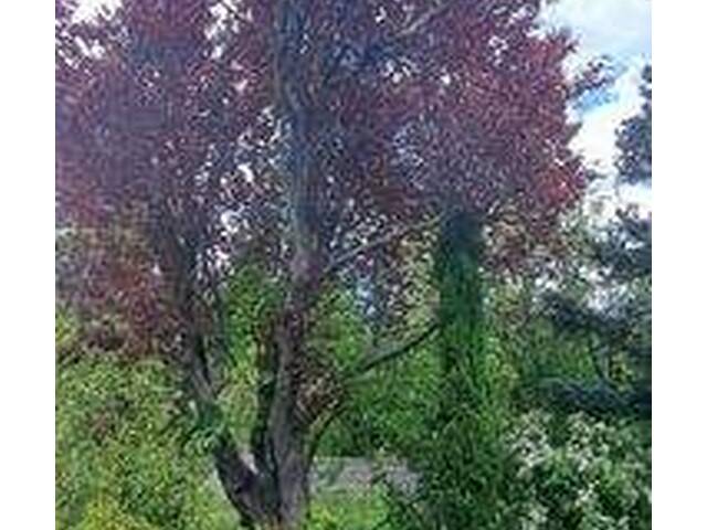 Immobilie in Münchendorf - Leistbares Seehäuschen, 2te Reihe, ideal für Kinder, Mietgrund - Bild 1