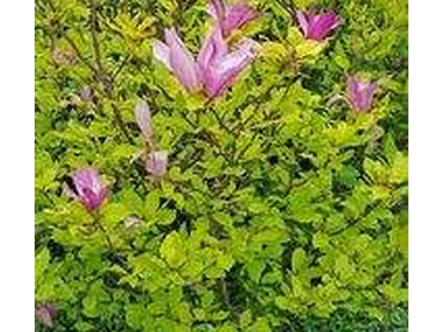 Immobilie in Münchendorf - Leistbares Seehäuschen, 2te Reihe, ideal für Kinder, Mietgrund - Bild 2