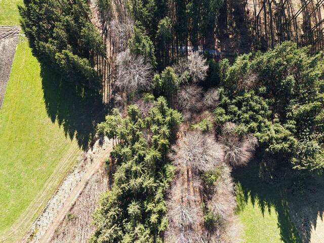 Immobilie in Palting - Charmantes Bauernhaus mit ca. 700m² Grund Nähe Mattsee - Bild 3