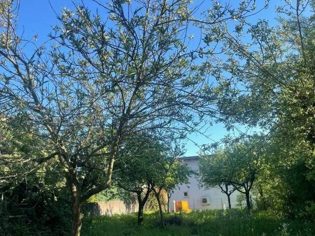 Immobilie in Niederkreuzstetten - Charmantes Altbauhaus mit großem Garten - ideal für Gartenliebhaber - Bild 1