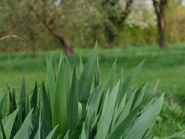Immobilie in Eggendorf im Traunkreis - Einfamilienhaus auf großem naturbelassenem Grundstück in zentraler Dorflage - Bild 2
