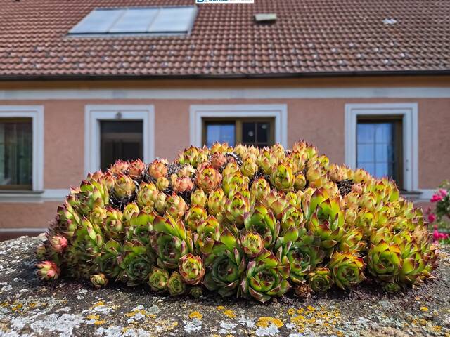Immobilie in Zemmendorf - Ehemaliges Bauernhaus mit Garten und viel Potenzial - Bild 0