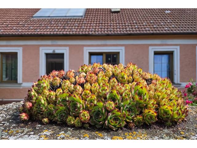 Immobilie in Zemmendorf - Ehemaliges Bauernhaus mit Garten und viel Potenzial - Bild 3
