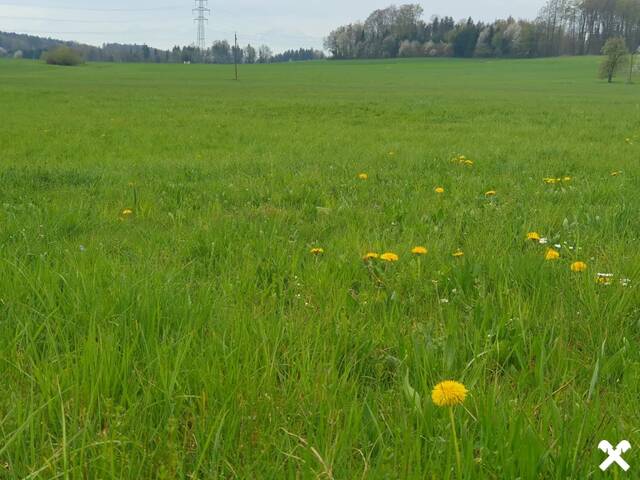 Immobilie in Haigermoos - 2,8 ha Grünland + Wohnhaus + umgebautem Stall + vielfältigem Gebäudebestand - Bild 1