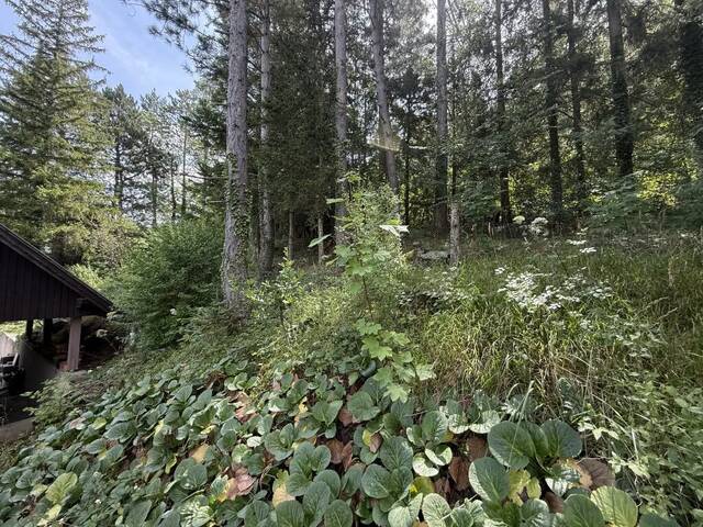 Immobilie in Miesenbach - Miesenbach im Piestingtal - zwei renovierungsbedürftige Häuser in erhöhter Streusiedlung - Bild 4