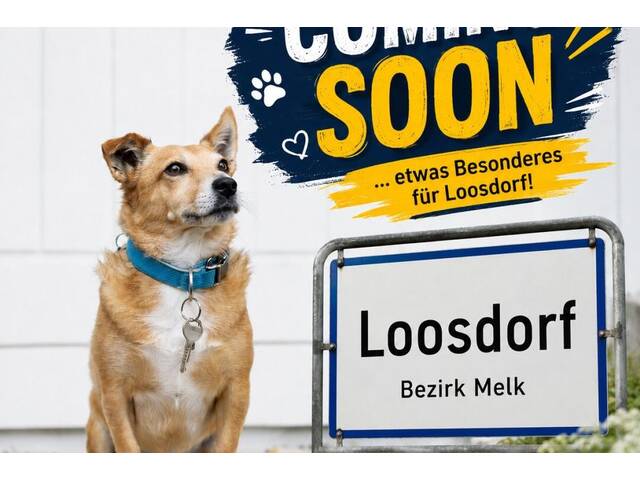 Immobilie in Loosdorf - COMING SOON! Neuwertiger Bungalow in Loosdorf - barrierefrei! - Bild 2