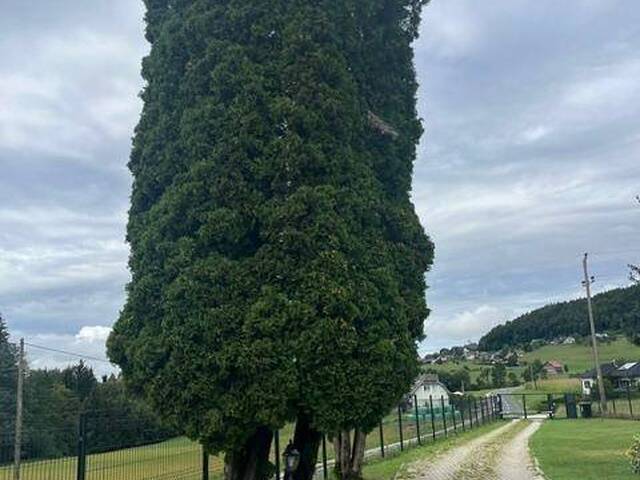 Immobilie in Ludmannsdorf - Ehemalige Gästepension mit traumhaften Blick auf die Karawanken - wenige Kilometer von Velden am Wörthersee entfernt - Bild 4